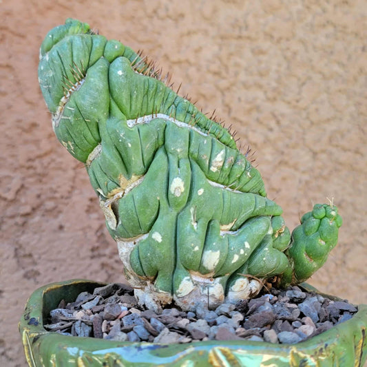 Eulychnia castanea spiralis cristata - Crested Unicorn Cactus