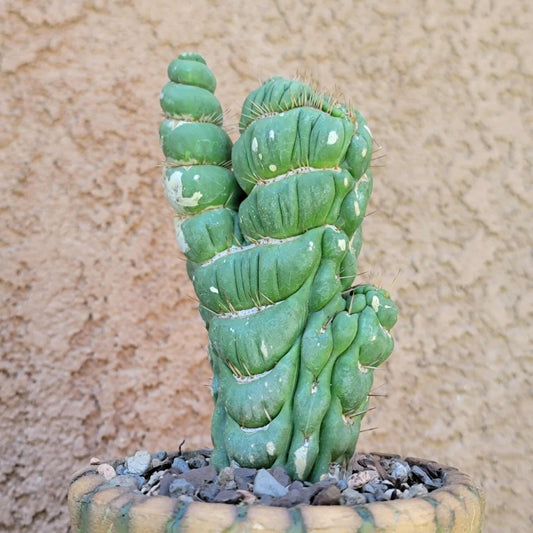 Eulychnia castanea spiralis cristata - Crested Unicorn Cactus