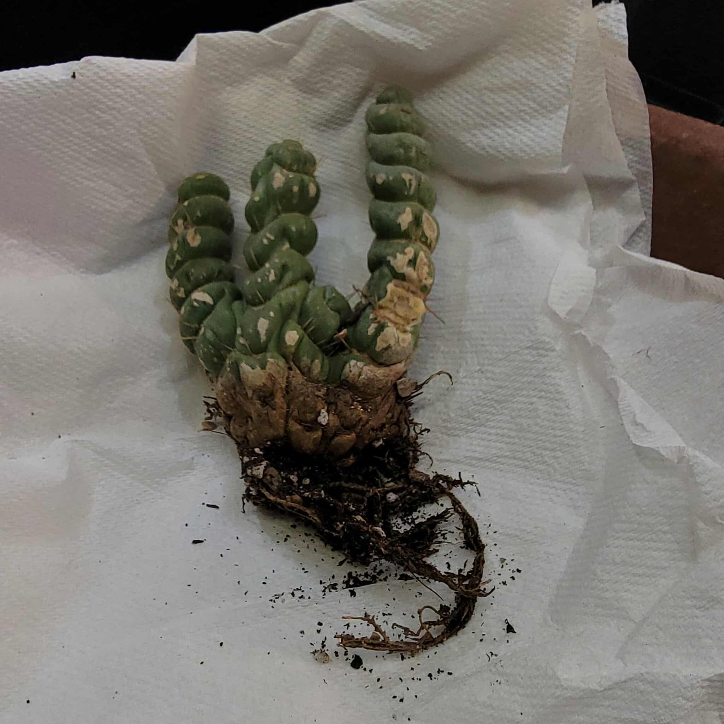 Eulychnia castanea spiralis cristata - Crested Unicorn Cactus