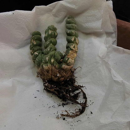 Eulychnia castanea spiralis cristata - Crested Unicorn Cactus