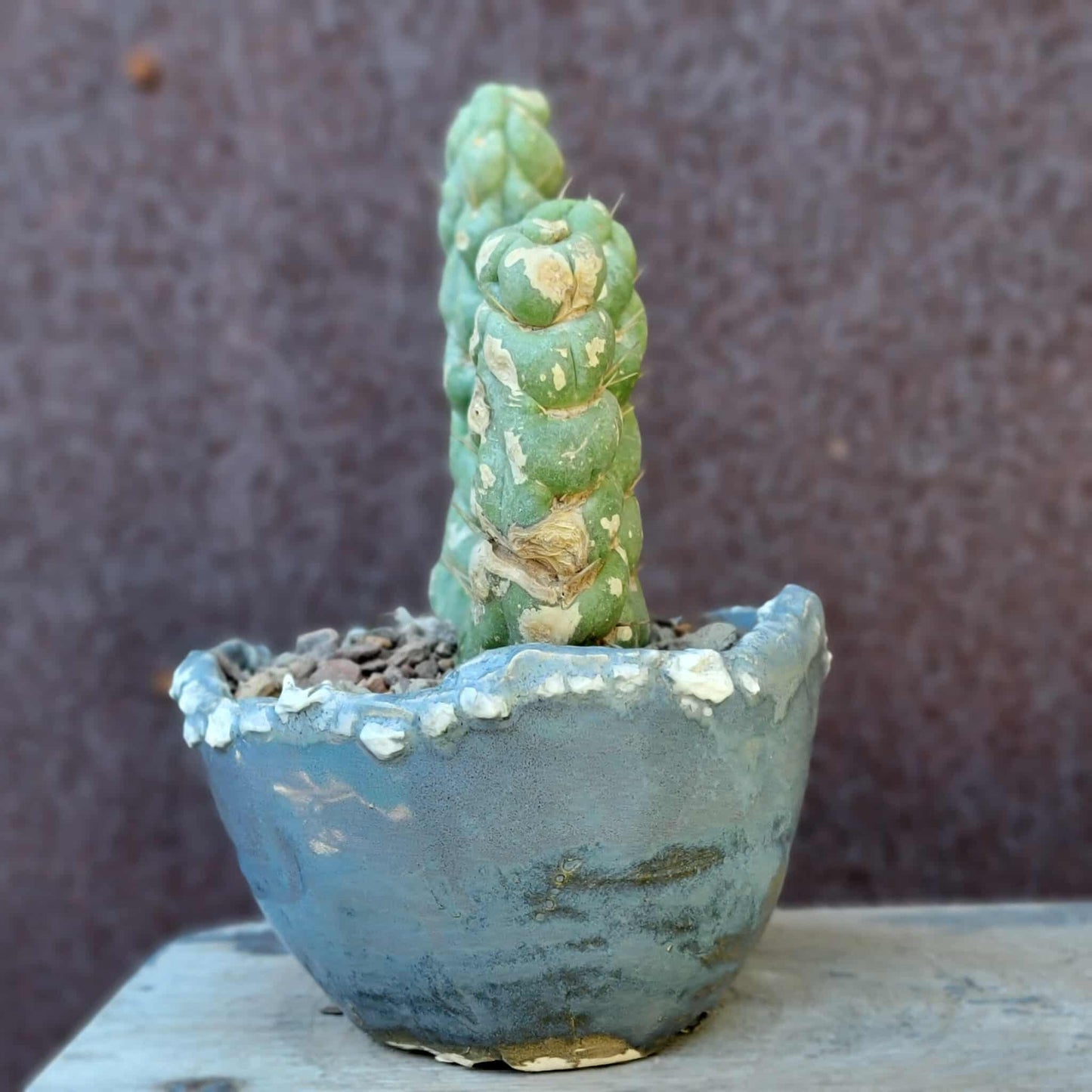 Eulychnia castanea spiralis cristata - Crested Unicorn Cactus