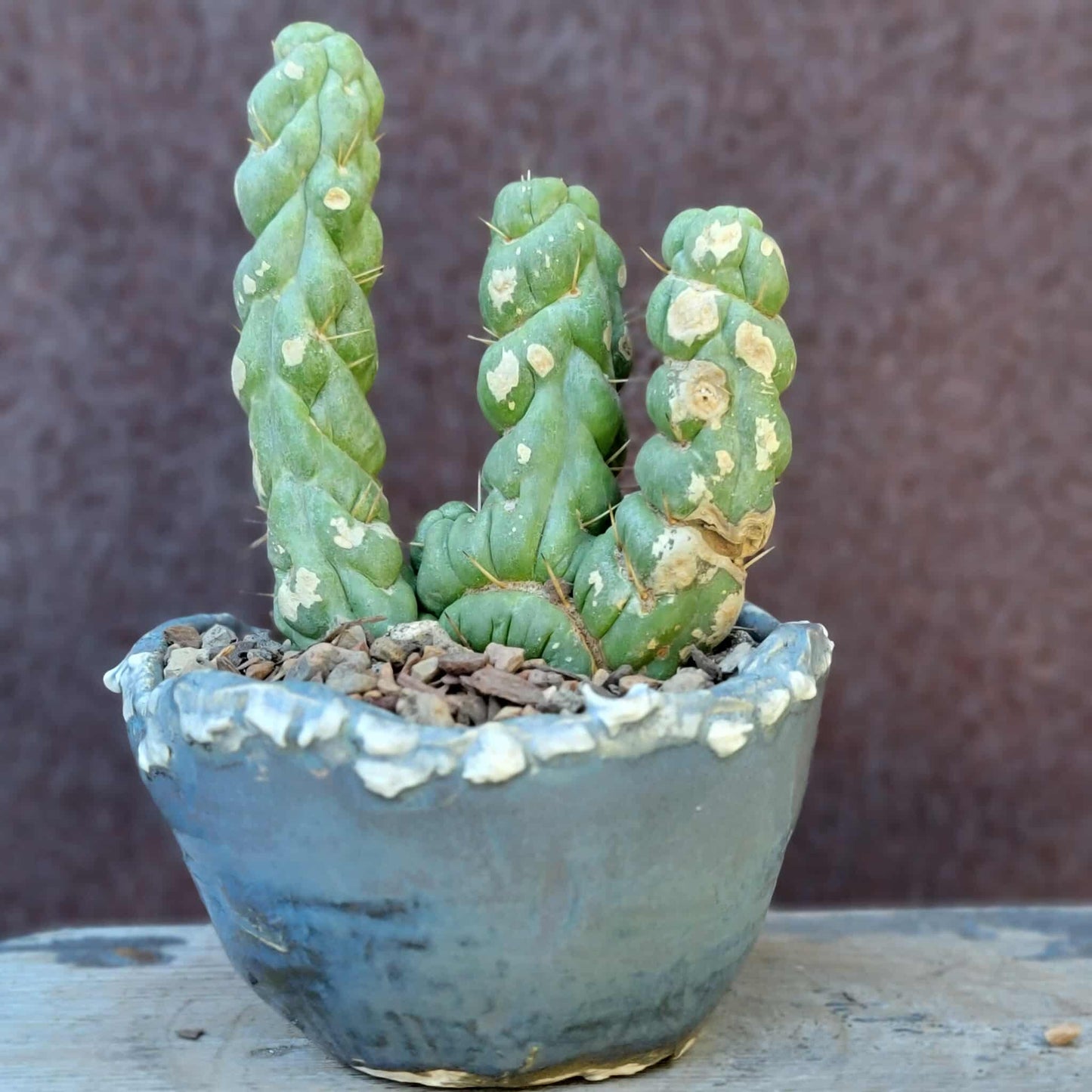 Eulychnia castanea spiralis cristata - Crested Unicorn Cactus
