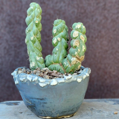 Eulychnia castanea spiralis cristata - Crested Unicorn Cactus