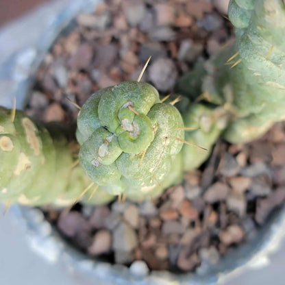 Eulychnia castanea spiralis cristata - Crested Unicorn Cactus