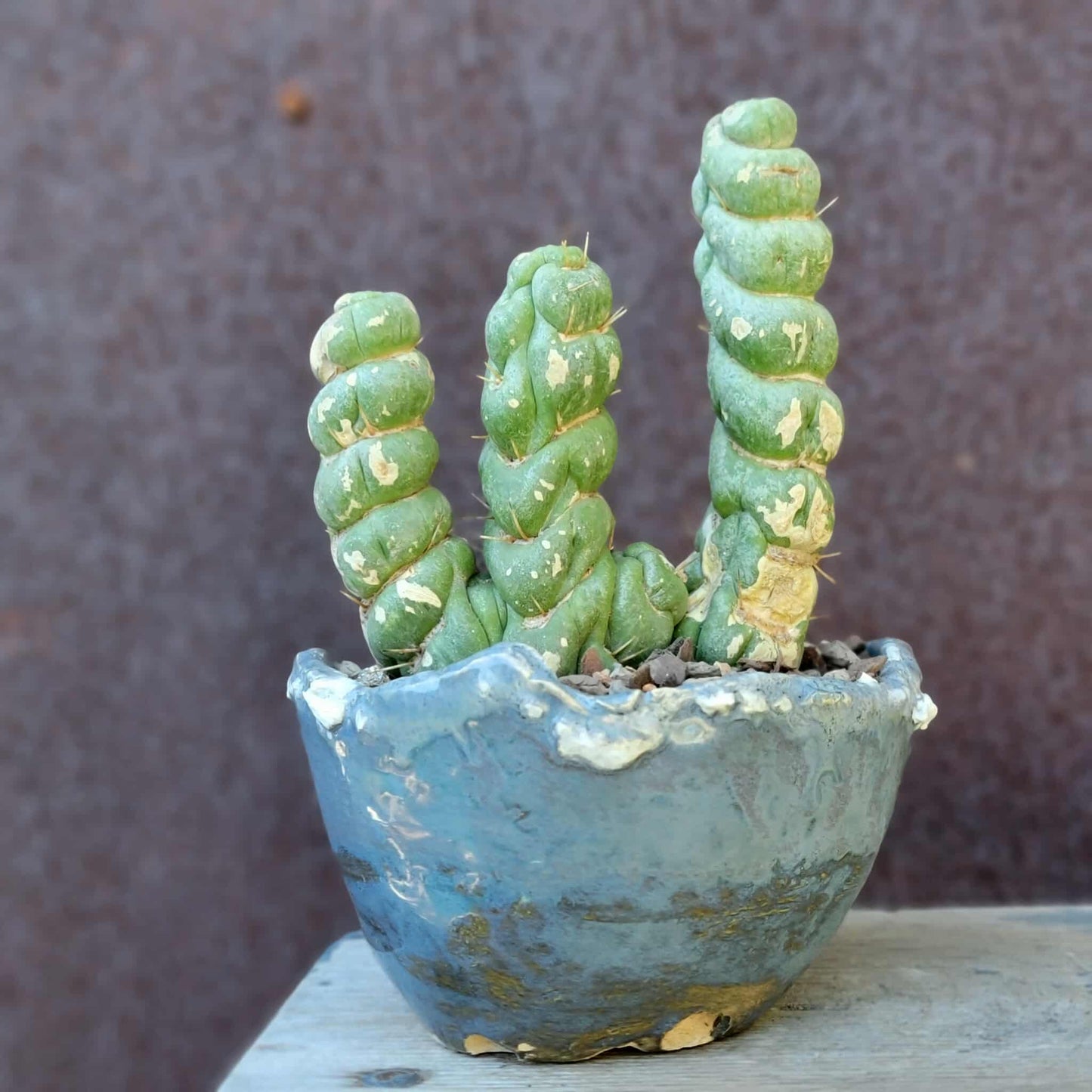 Eulychnia castanea spiralis cristata - Crested Unicorn Cactus