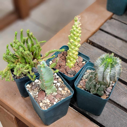 Euphorbia Bundle #3 -  4 Exotic Varieties