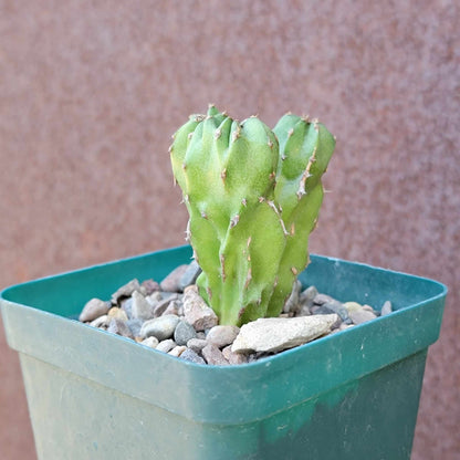 Euphorbia Bundle #4 -  4 Exotic Varieties