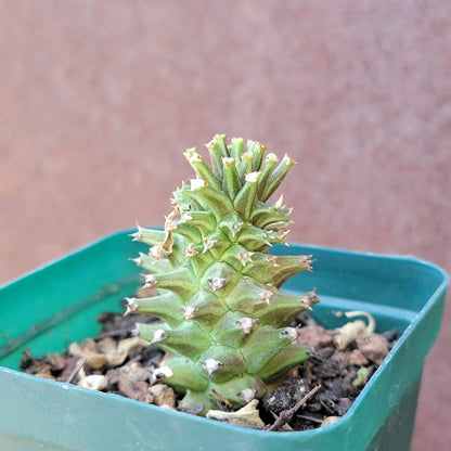 Euphorbia Bundle #4 -  4 Exotic Varieties