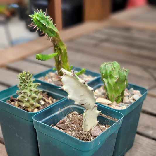 Euphorbia Bundle #4 -  4 Exotic Varieties