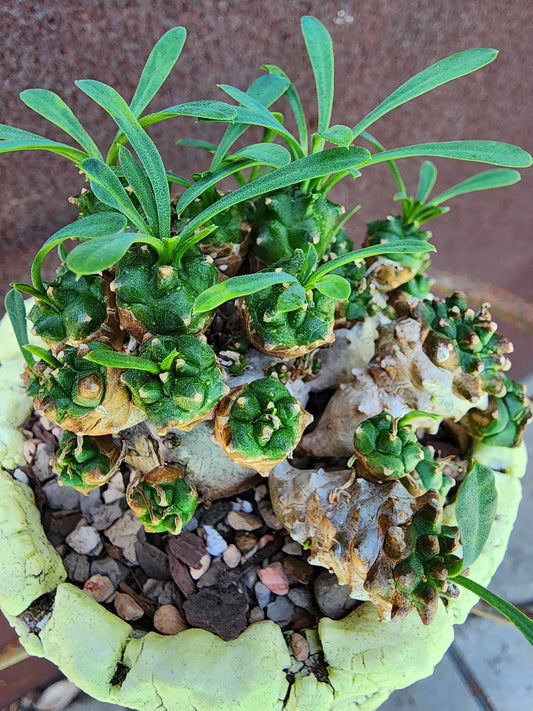 Euphorbia Bupleurifolia x Susannae - Pineapple Euphorbia