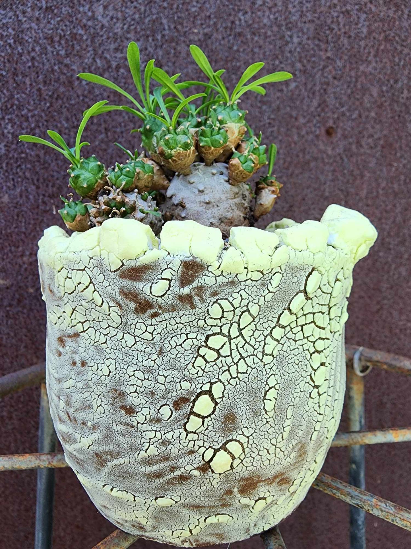 Euphorbia Bupleurifolia x Susannae - Pineapple Euphorbia