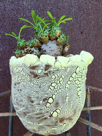 Euphorbia Bupleurifolia x Susannae - Pineapple Euphorbia