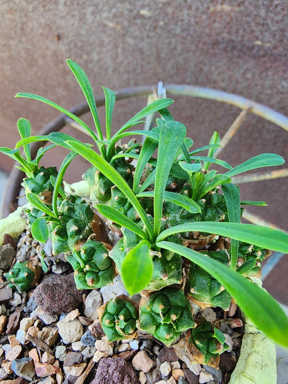 Euphorbia Bupleurifolia x Susannae - Pineapple Euphorbia