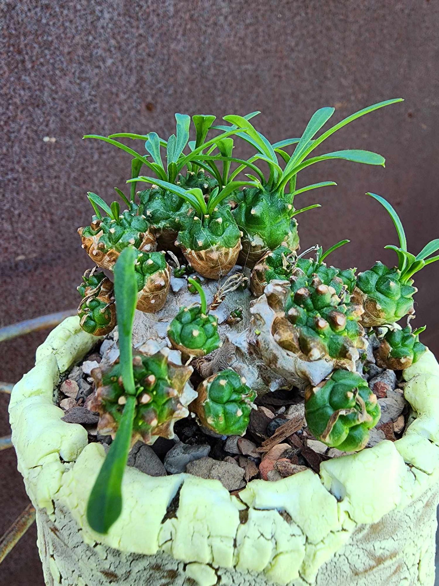 Euphorbia Bupleurifolia x Susannae - Pineapple Euphorbia