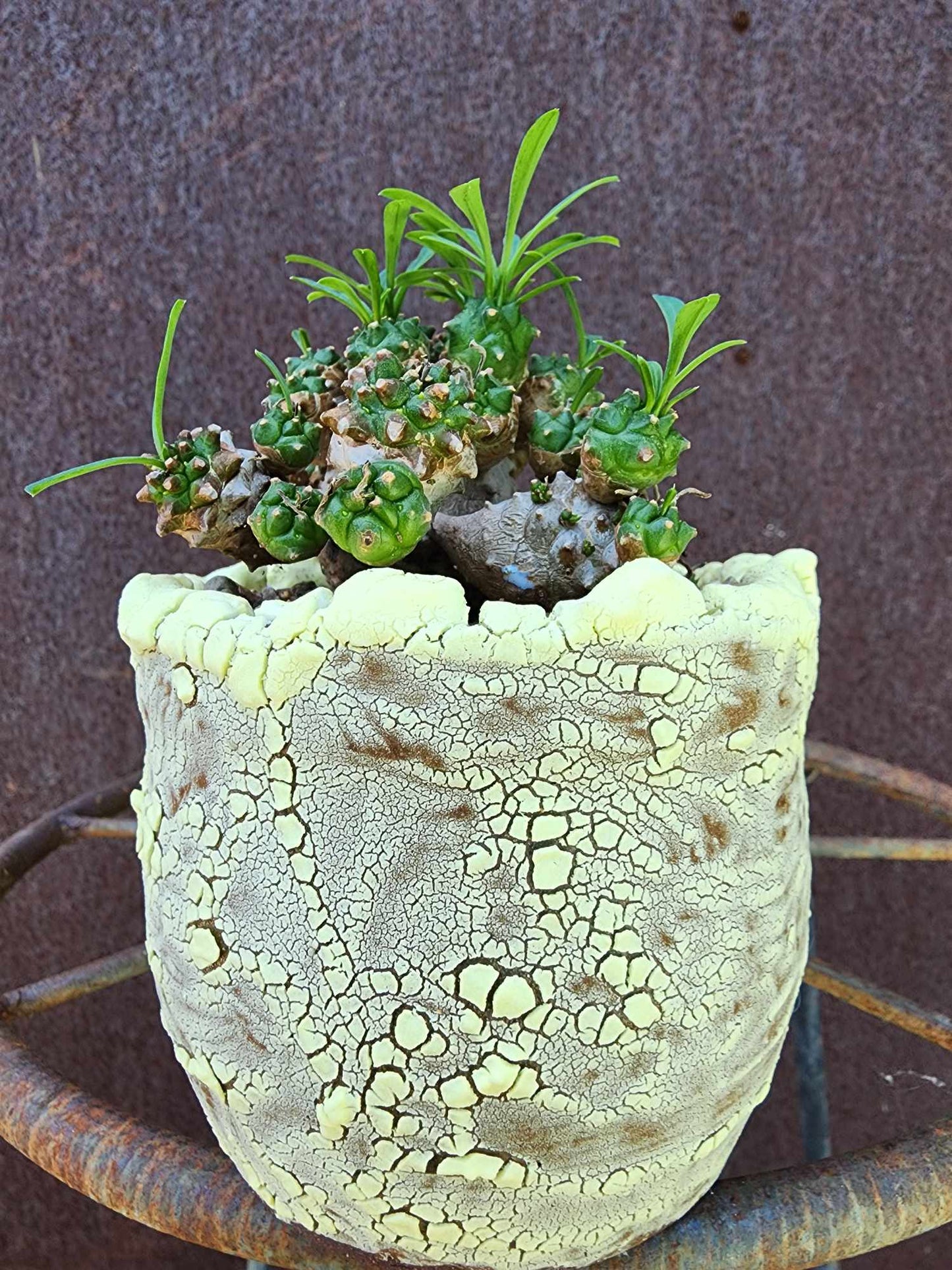Euphorbia Bupleurifolia x Susannae - Pineapple Euphorbia