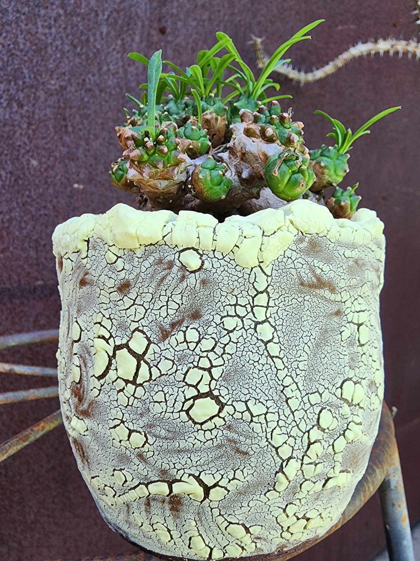 Euphorbia Bupleurifolia x Susannae - Pineapple Euphorbia