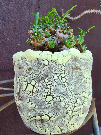 Euphorbia Bupleurifolia x Susannae - Pineapple Euphorbia