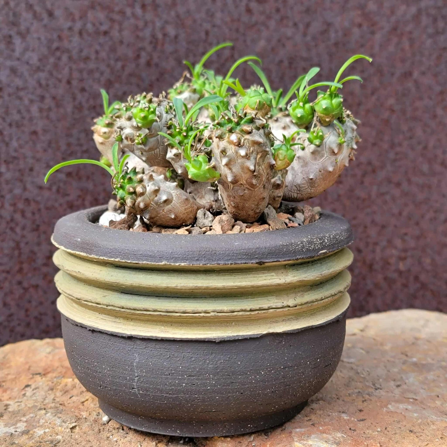Euphorbia Bupleurifolia x Susannae - Pineapple Euphorbia