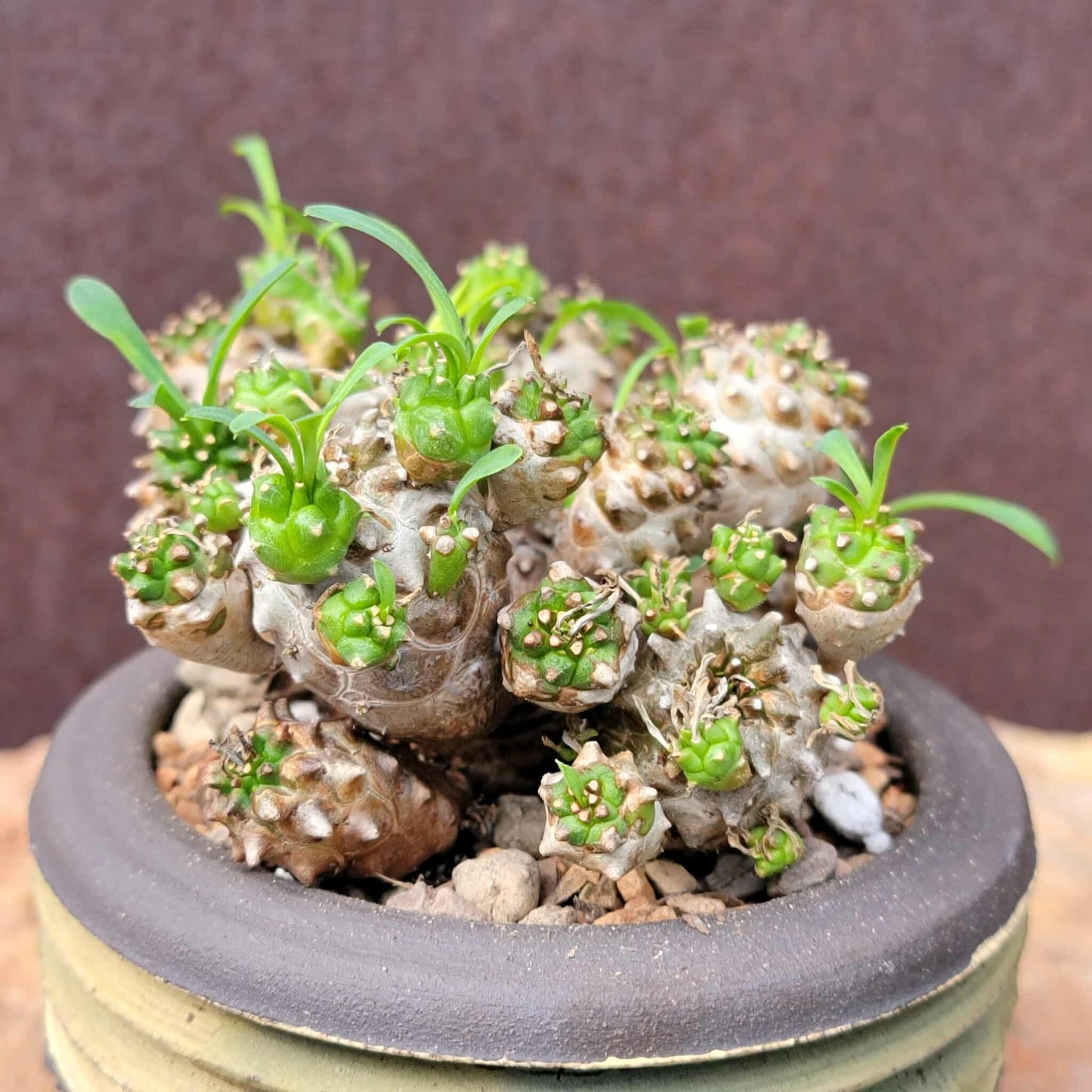 Euphorbia Bupleurifolia x Susannae - Pineapple Euphorbia