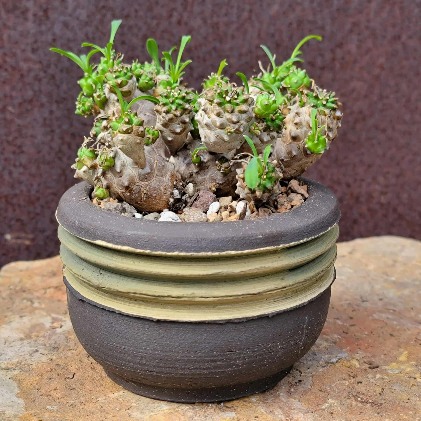 Euphorbia Bupleurifolia x Susannae - Pineapple Euphorbia