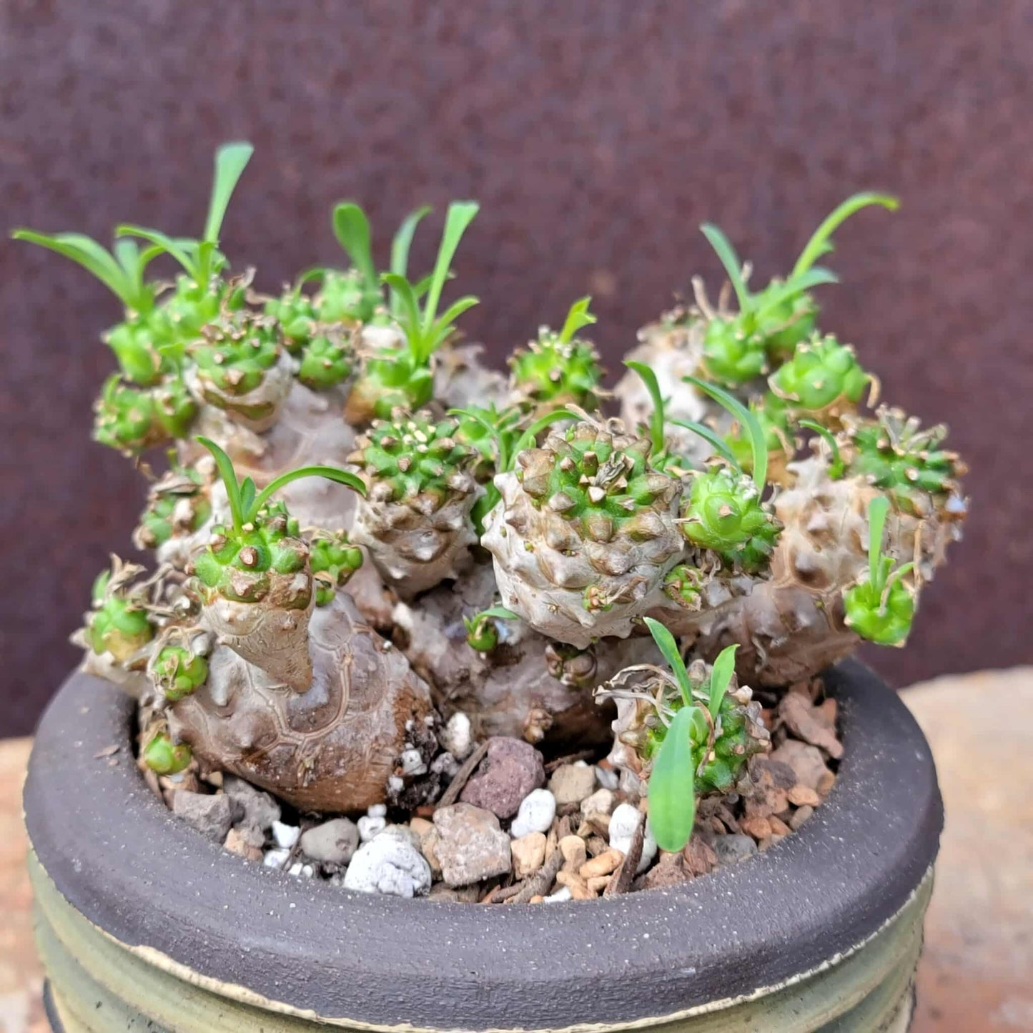 Euphorbia Bupleurifolia x Susannae - Pineapple Euphorbia