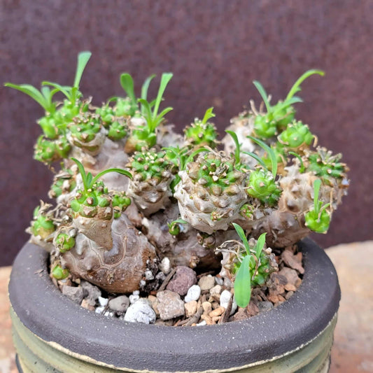 Euphorbia Bupleurifolia x Susannae - Pineapple Euphorbia