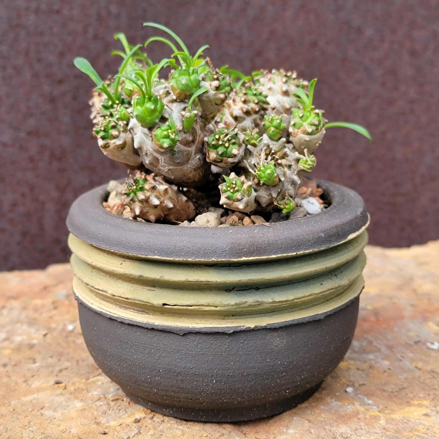 Euphorbia Bupleurifolia x Susannae - Pineapple Euphorbia