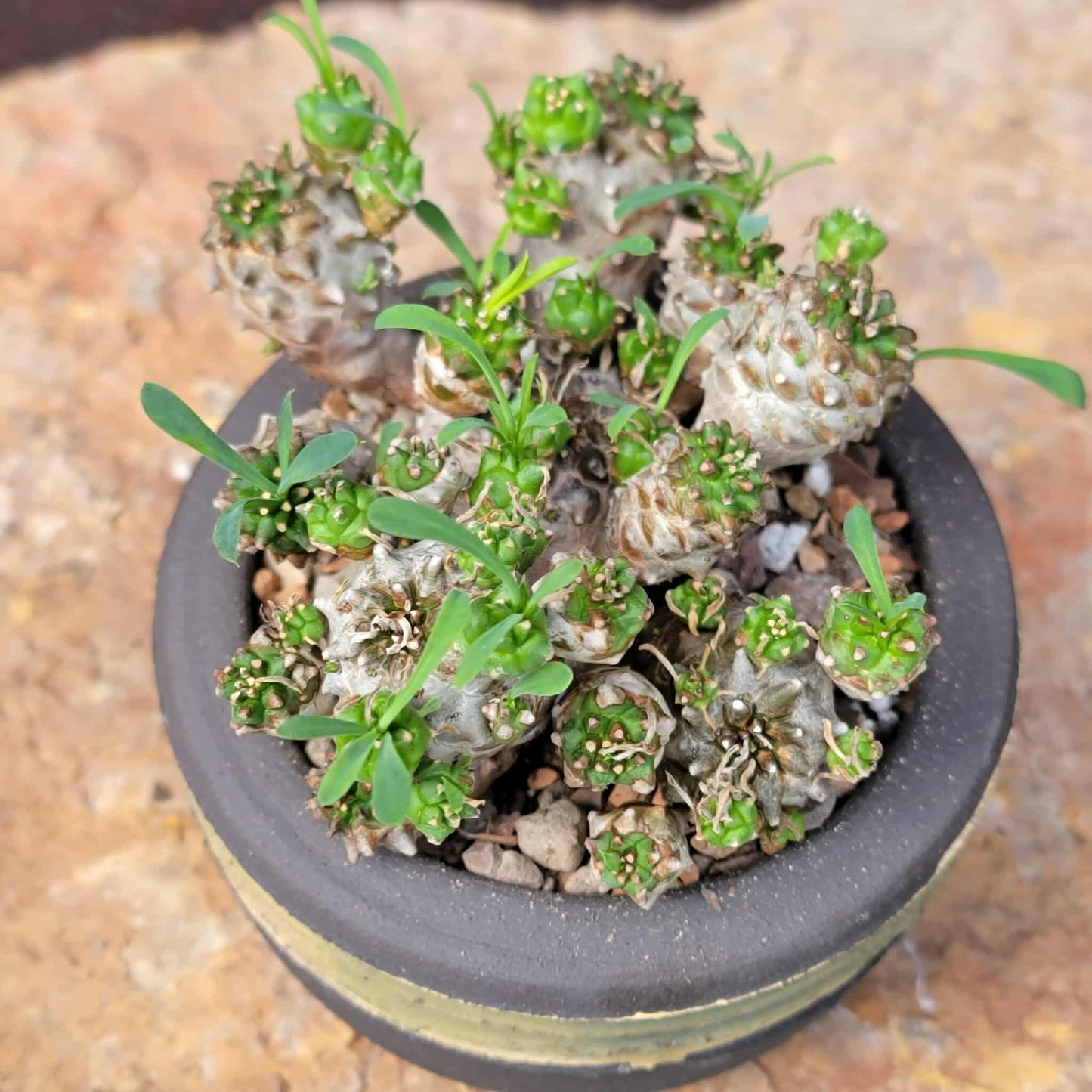 Euphorbia Bupleurifolia x Susannae - Pineapple Euphorbia