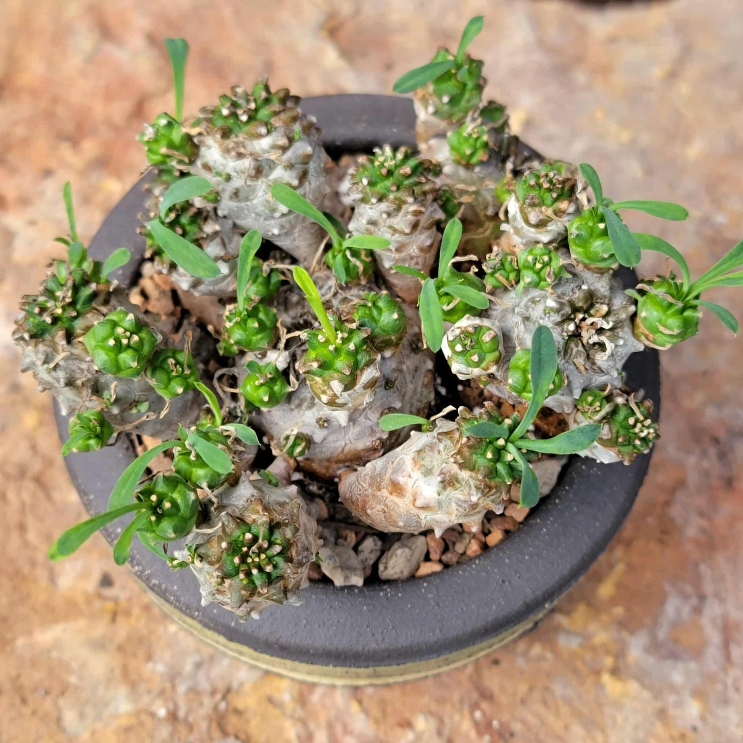 Euphorbia Bupleurifolia x Susannae - Pineapple Euphorbia