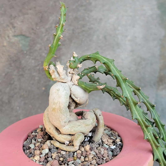 Euphorbia Knuthii - Caudex