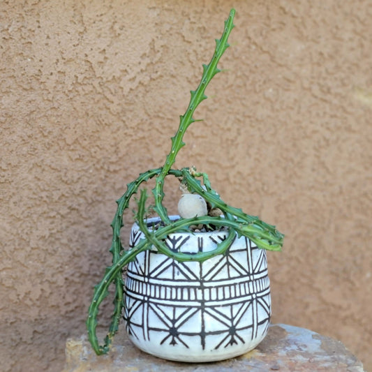 Euphorbia Knuthii - Caudex