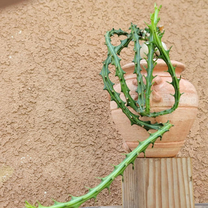 Euphorbia Knuthii - Caudex