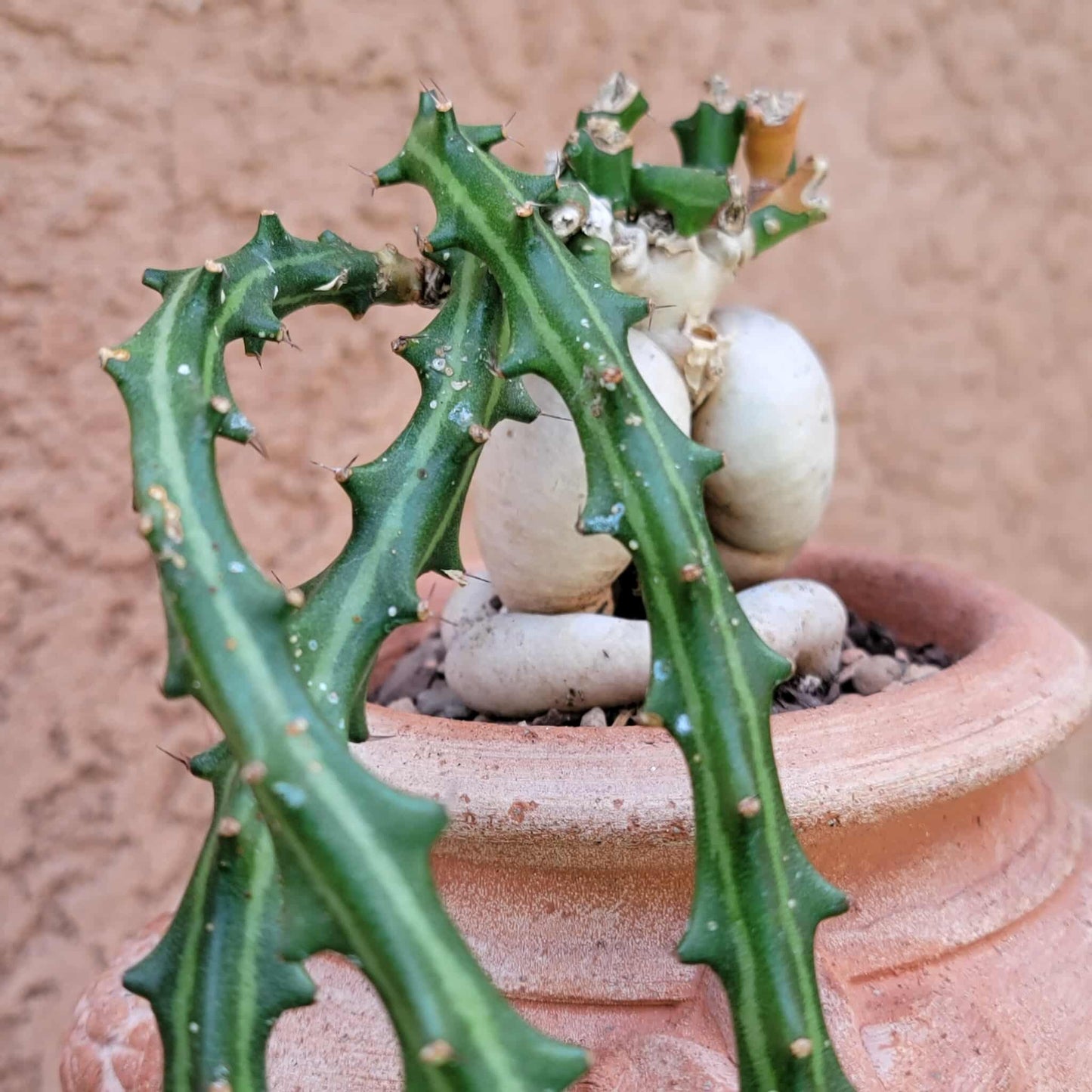 Euphorbia Knuthii - Caudex