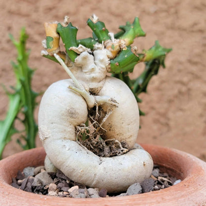 Euphorbia Knuthii - Caudex