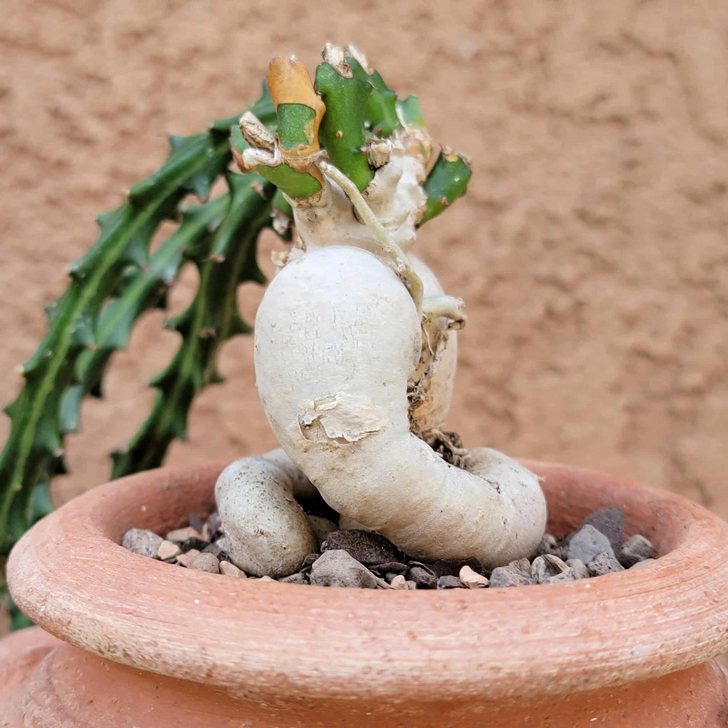 Euphorbia Knuthii - Caudex