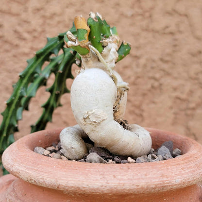 Euphorbia Knuthii - Caudex