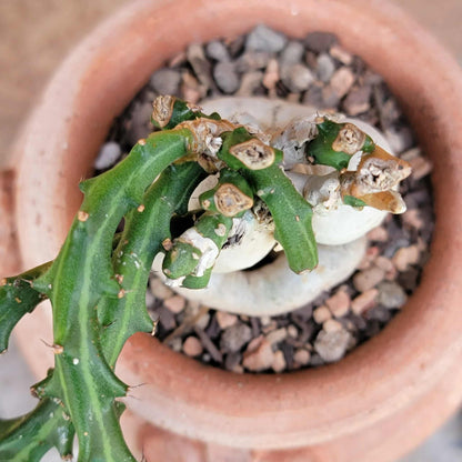 Euphorbia Knuthii - Caudex