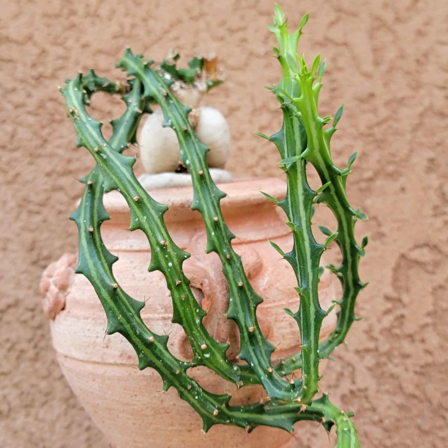 Euphorbia Knuthii - Caudex