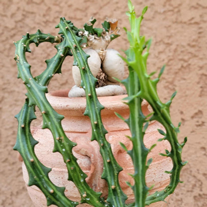 Euphorbia Knuthii - Caudex