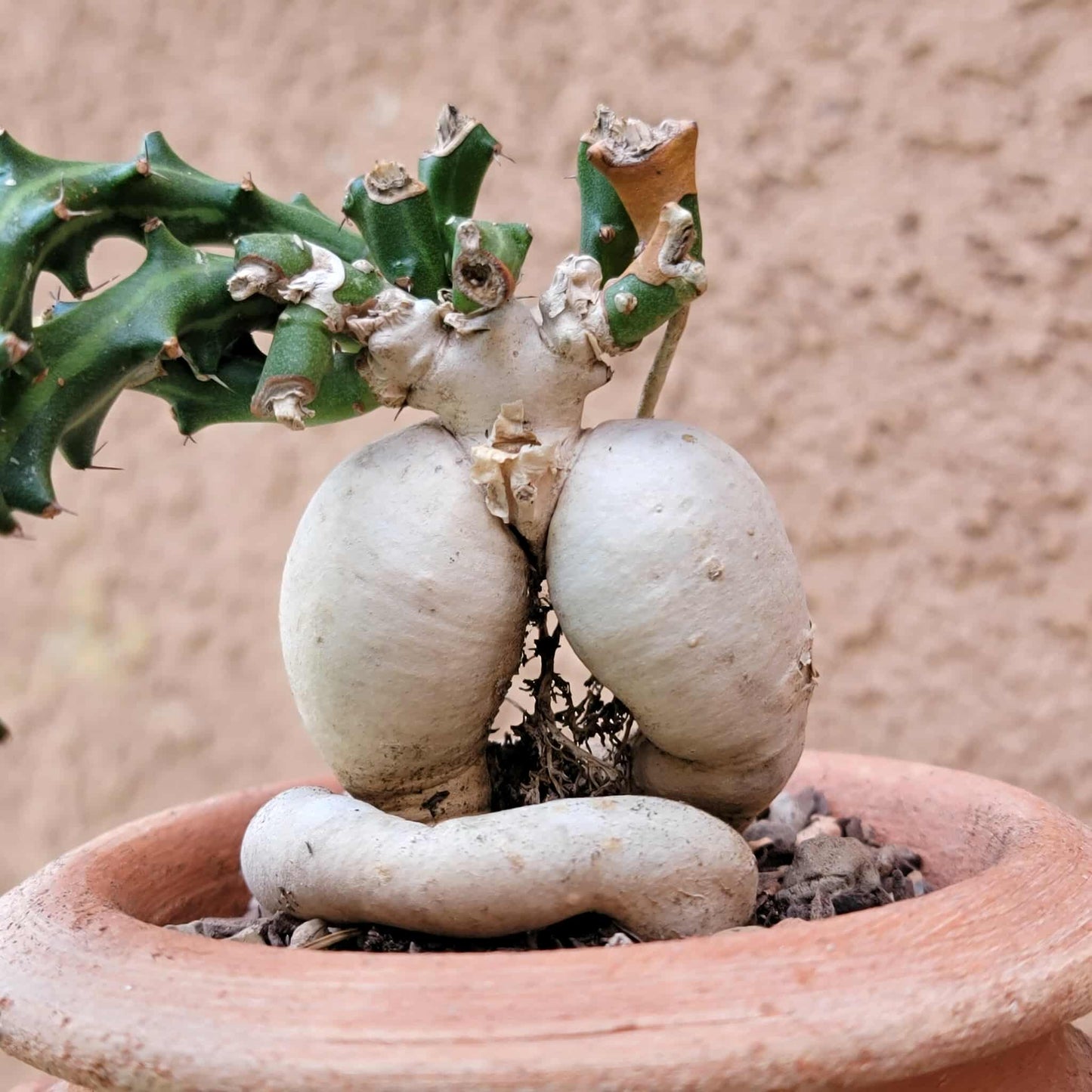 Euphorbia Knuthii - Caudex