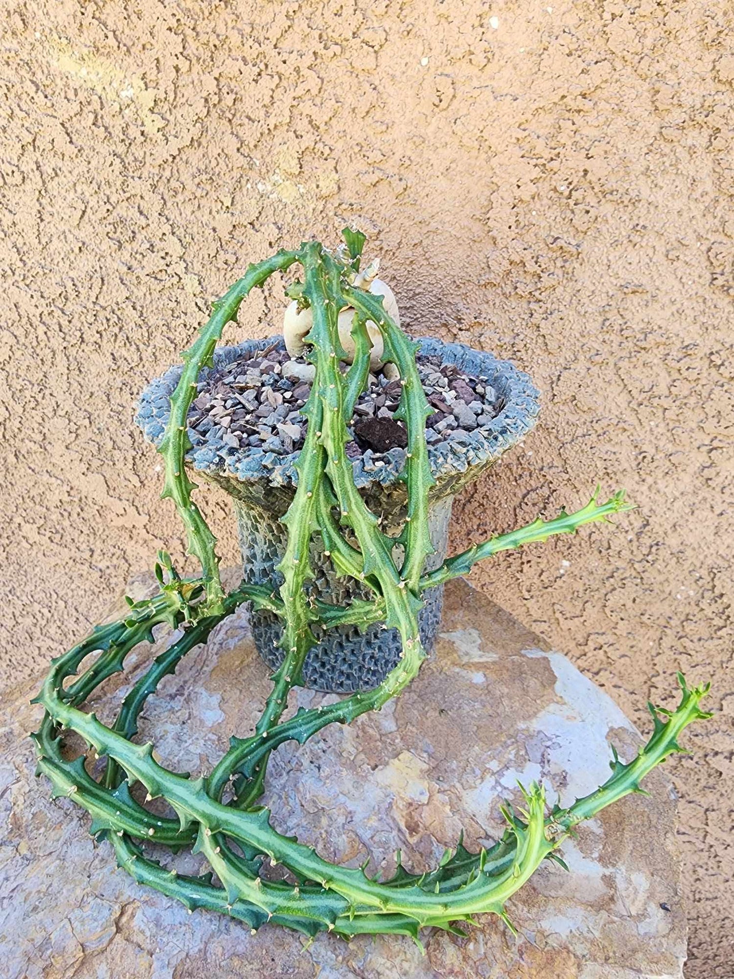 Euphorbia Knuthii