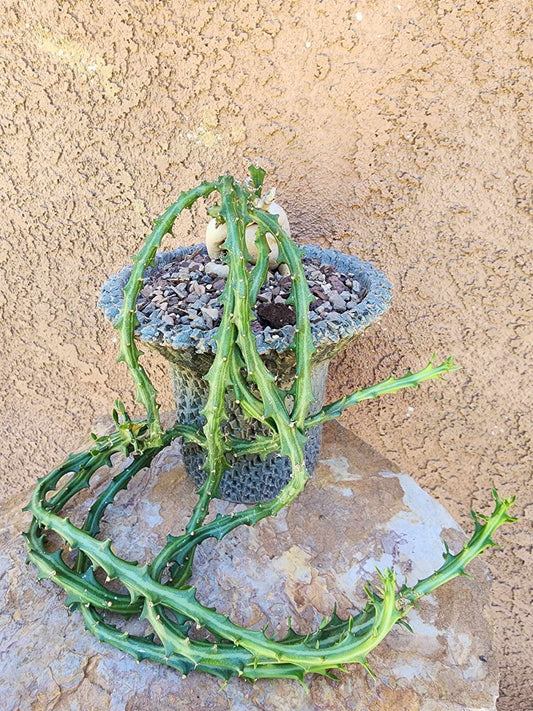 Euphorbia Knuthii