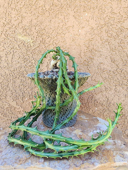 Euphorbia Knuthii