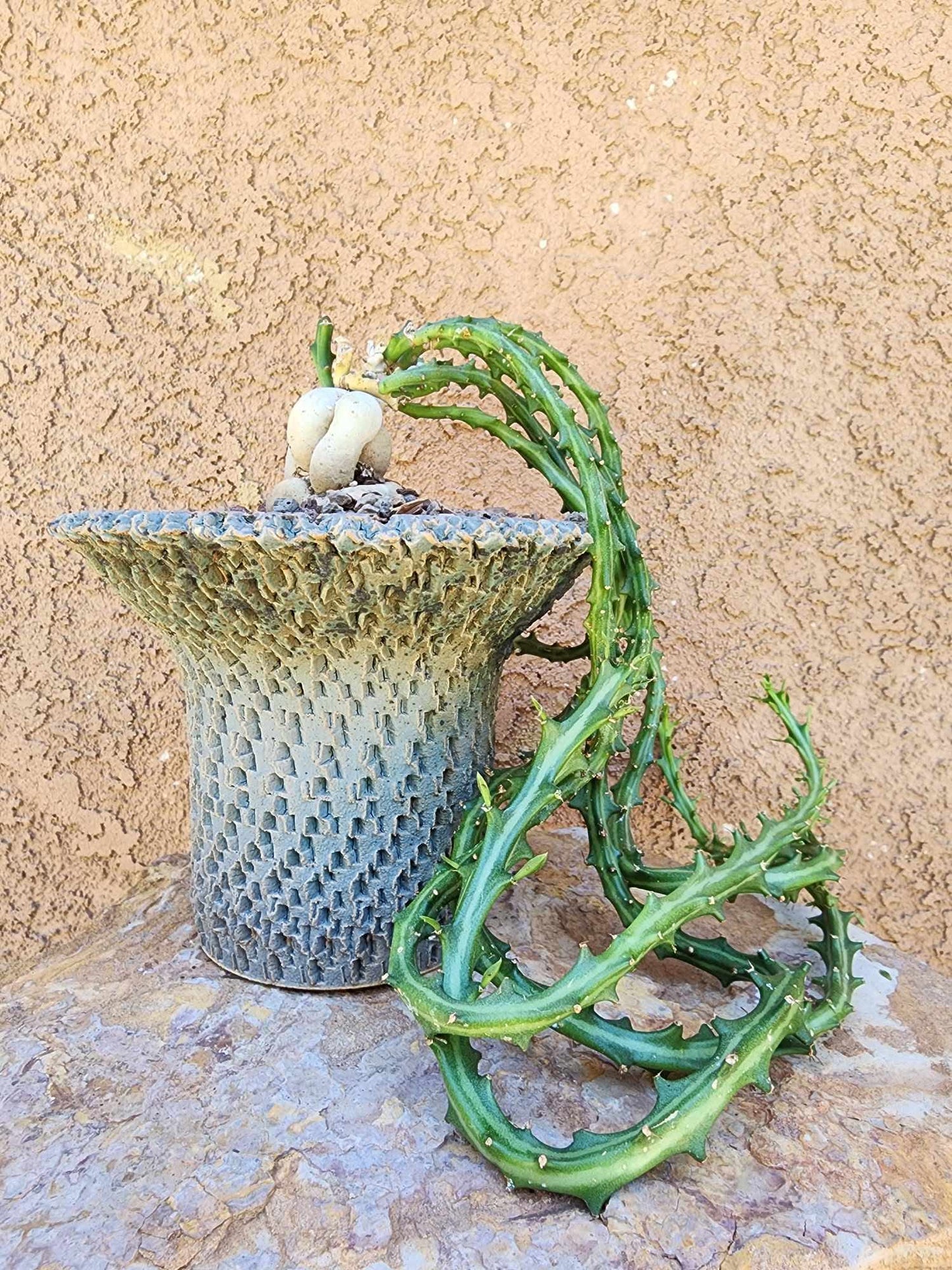 Euphorbia Knuthii