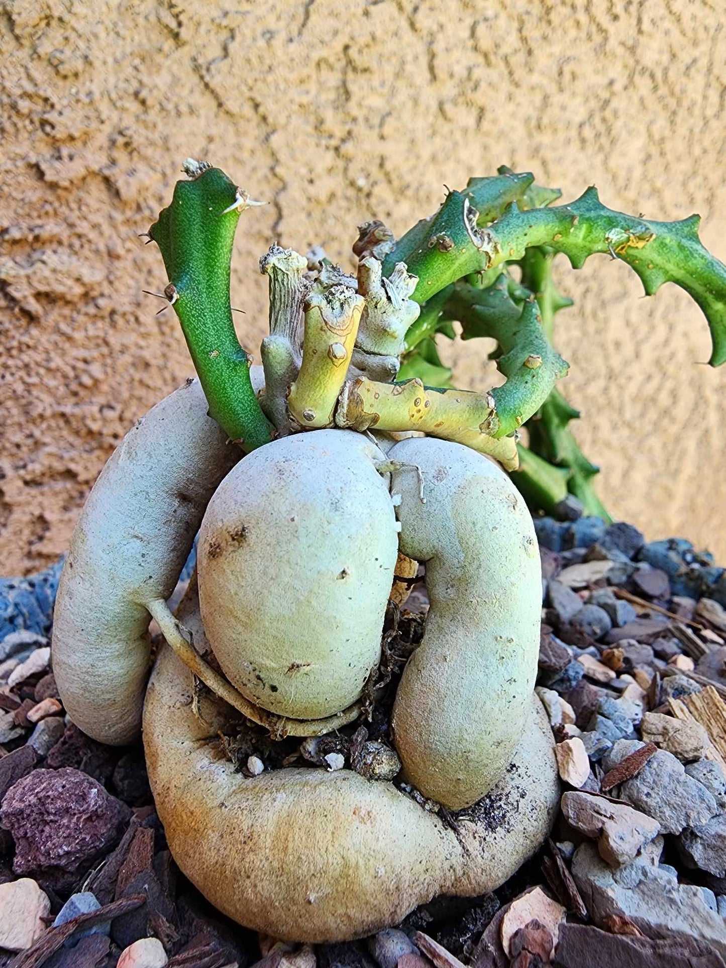 Euphorbia Knuthii