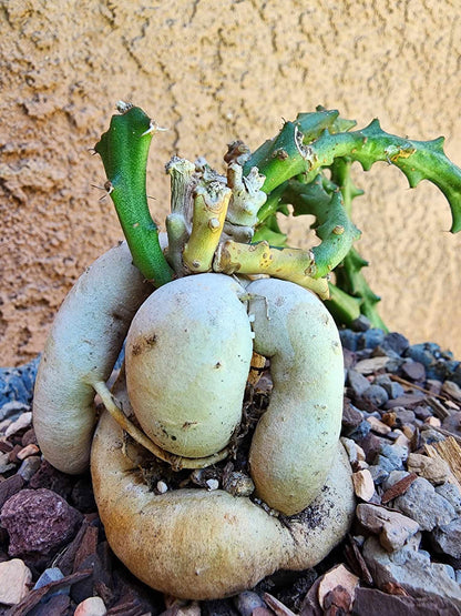 Euphorbia Knuthii