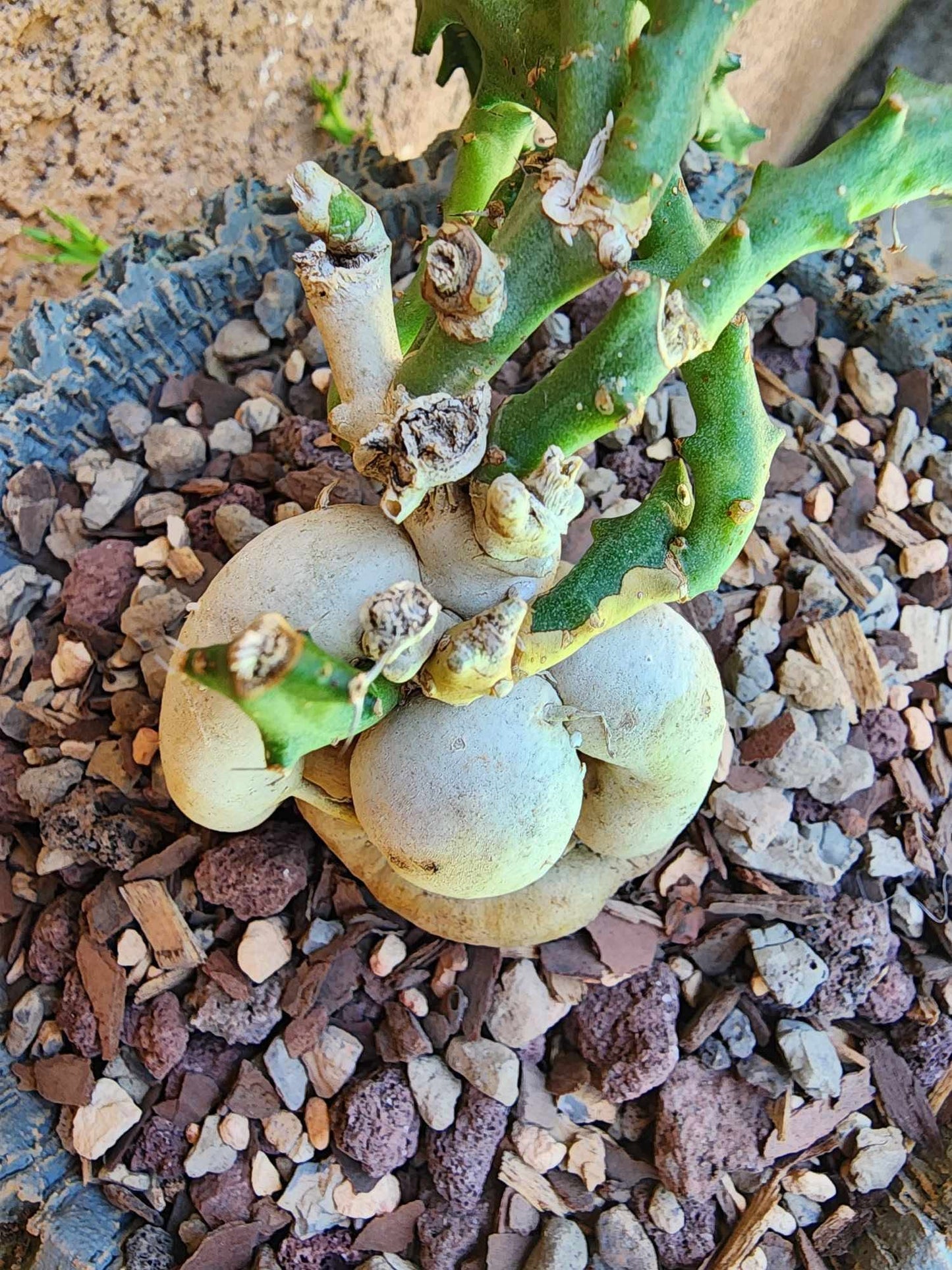 Euphorbia Knuthii