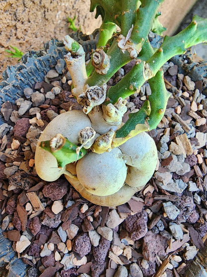 Euphorbia Knuthii