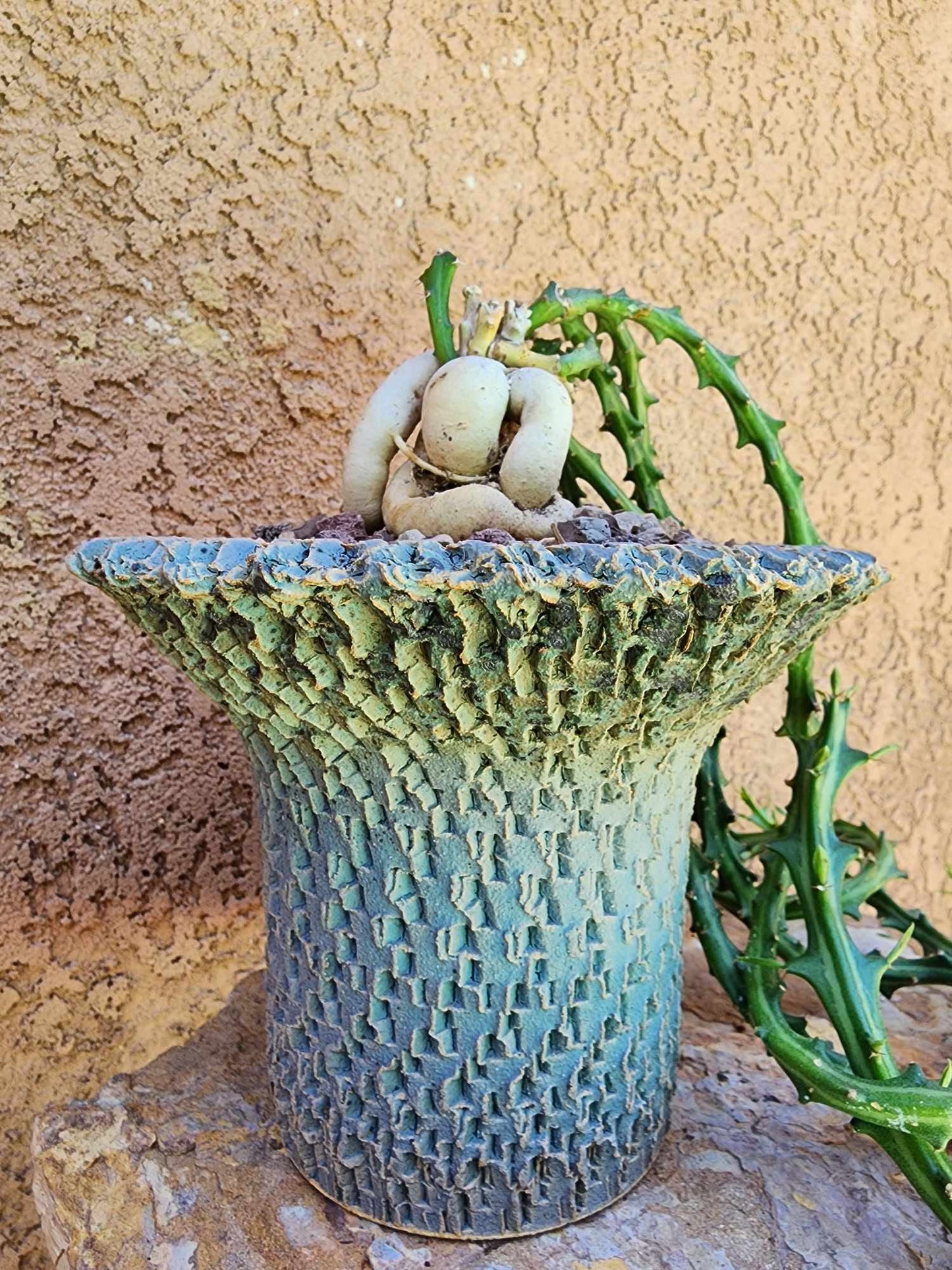 Euphorbia Knuthii