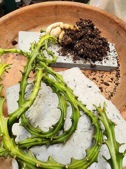 Euphorbia Knuthii